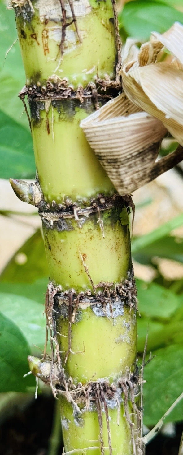 Sugarcane Live Cuttings for Planting – 8+ Nodes Buds, Saccharum Officinarum Starter Canes