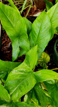 Syngonium Podophyllum Emerald Gem – 3 Unrooted Cuttings – Arrowhead Vine Houseplant