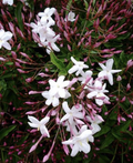 Pink Star Jasmine Cuttings – 5 Fresh Unrooted Stems for Rooting – Fragrant Flowering Vine Starter Plants