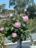 Olivia Rose Stem Cuttings – 5 Fresh Unrooted Rose Plant Cuttings for Rooting & Garden Propagation