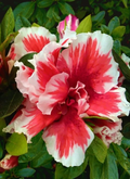 Mardi Gras Deciduous Azalea Starter Plant for Planting – Red and White Bicolor Rhododendron Shrub