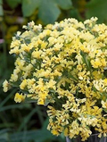 Limonium bonduelli Seeds for Planting – 1,000 Statice Flower Seeds, Yellow Blooms for Garden Growing