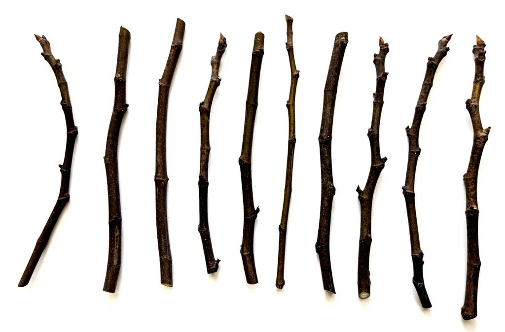 Chicago Hardy Fig Tree Cuttings – 10 Unrooted Hardwood Cuttings, 9–10 Inches Long, Avg 5 Nodes for Propagation