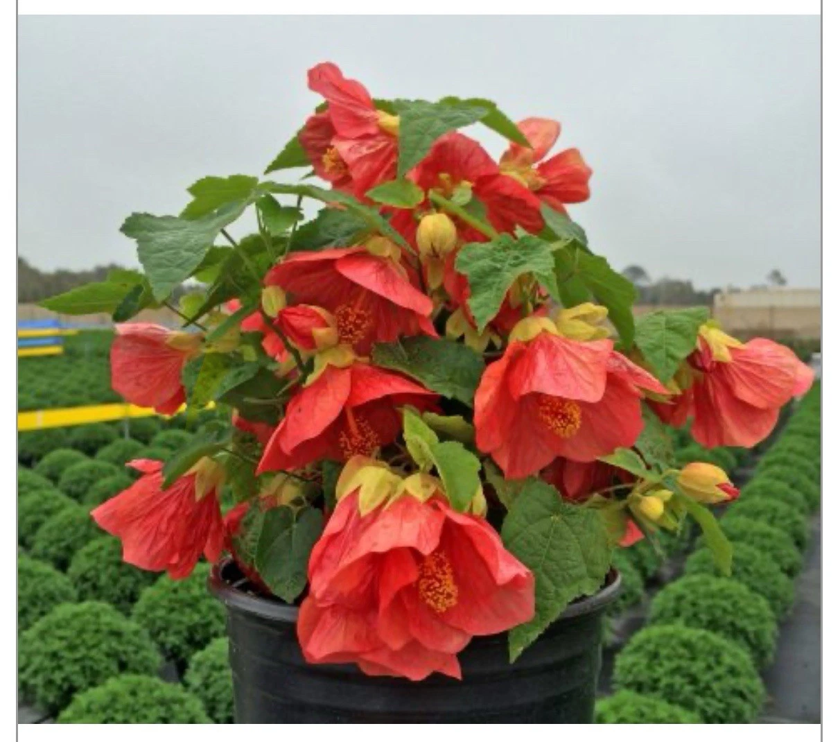 Lucky Lantern Red Abutilon – Small Rooted Starter Plant, Flowering Maple, Compact Blooming Abutilon for Containers & Gardens