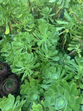 Green Tree Aeonium Cuttings – Live Aeonium arboreum Succulent Cuttings for Propagation