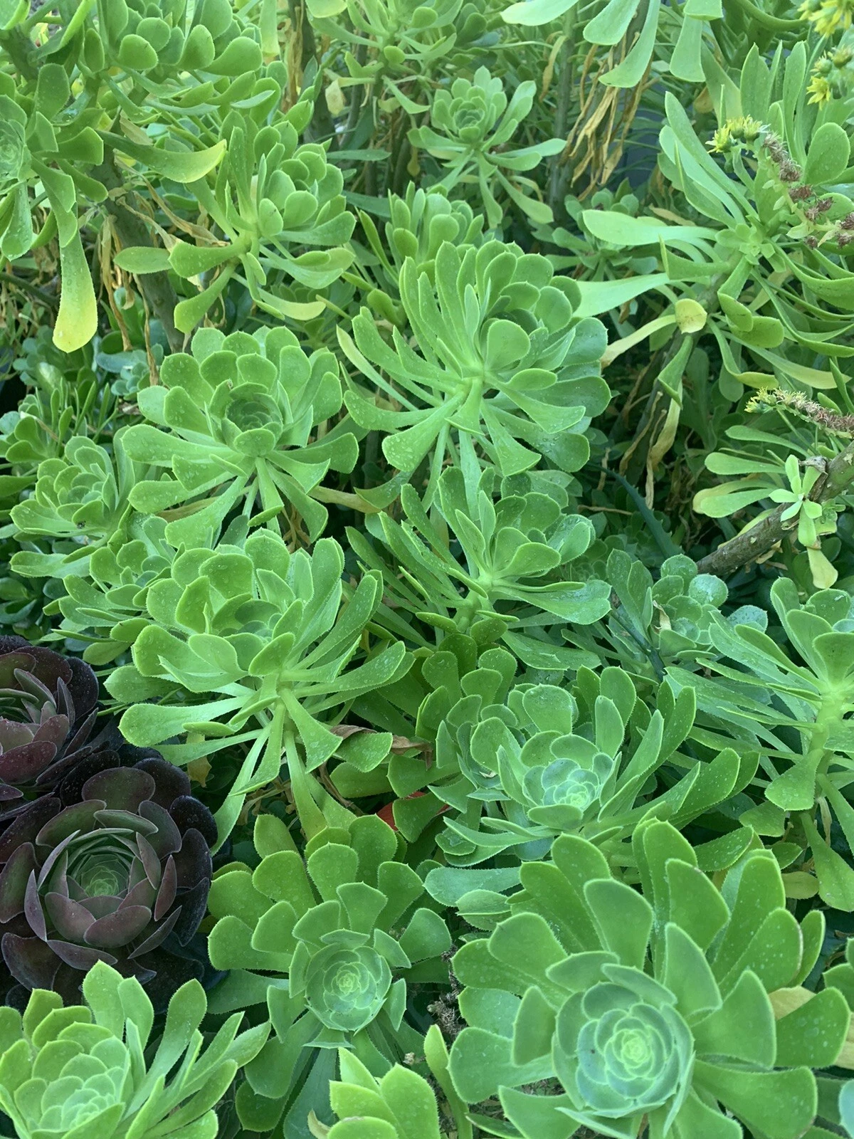 Green Tree Aeonium Cuttings – Live Aeonium arboreum Succulent Cuttings for Propagation