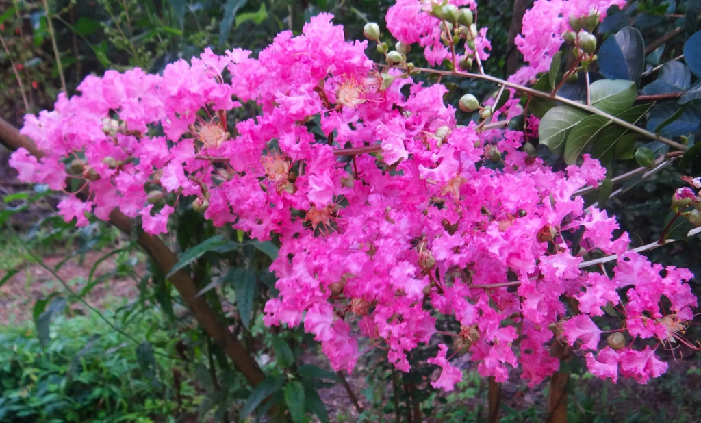 True Pink Crape Myrtle Live Plants – 2 Rooted Lagerstroemia indica Cuttings, Pink Flowering Trees for Planting