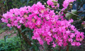 True Pink Crape Myrtle Live Plants – 2 Rooted Lagerstroemia indica Cuttings, Pink Flowering Trees for Planting