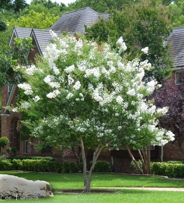 Milk Crape Myrtle Cuttings – 7 Fresh Live Cuttings, Easy-Rooting Crepe Myrtle for Propagation, Fast-Growing Flowering Shrub Starter