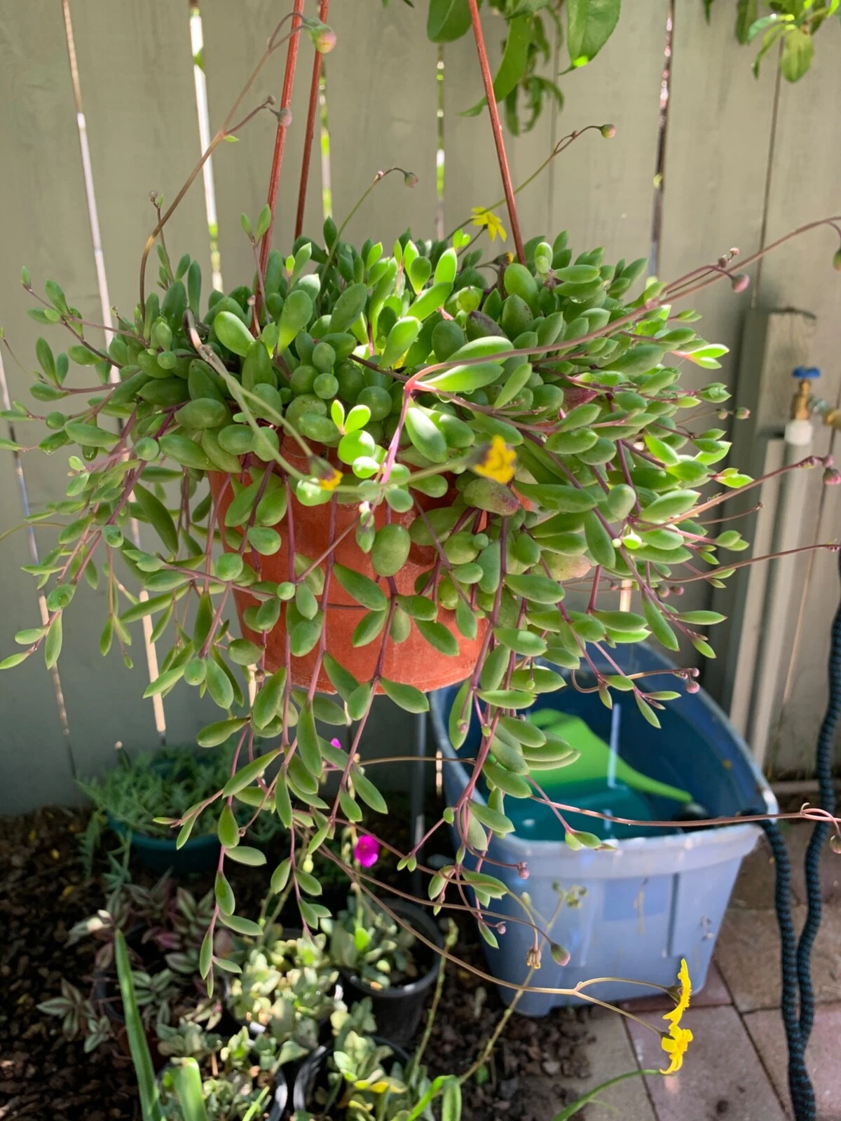 Ruby Necklace Succulent Cuttings – 12 Long 8" Othonna capensis Stems, Vibrant Trailing Live Cuttings for Easy Propagation