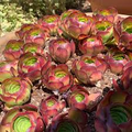 Aeonium Catlin Succulent Cuttings – 6 Unrooted Rosettes – Red Burgundy Foliage Starter