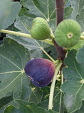 Brown Turkey Fig Tree Cuttings – 12 Fresh Unrooted Scions for Propagation – Ficus Carica Wood for Grafting