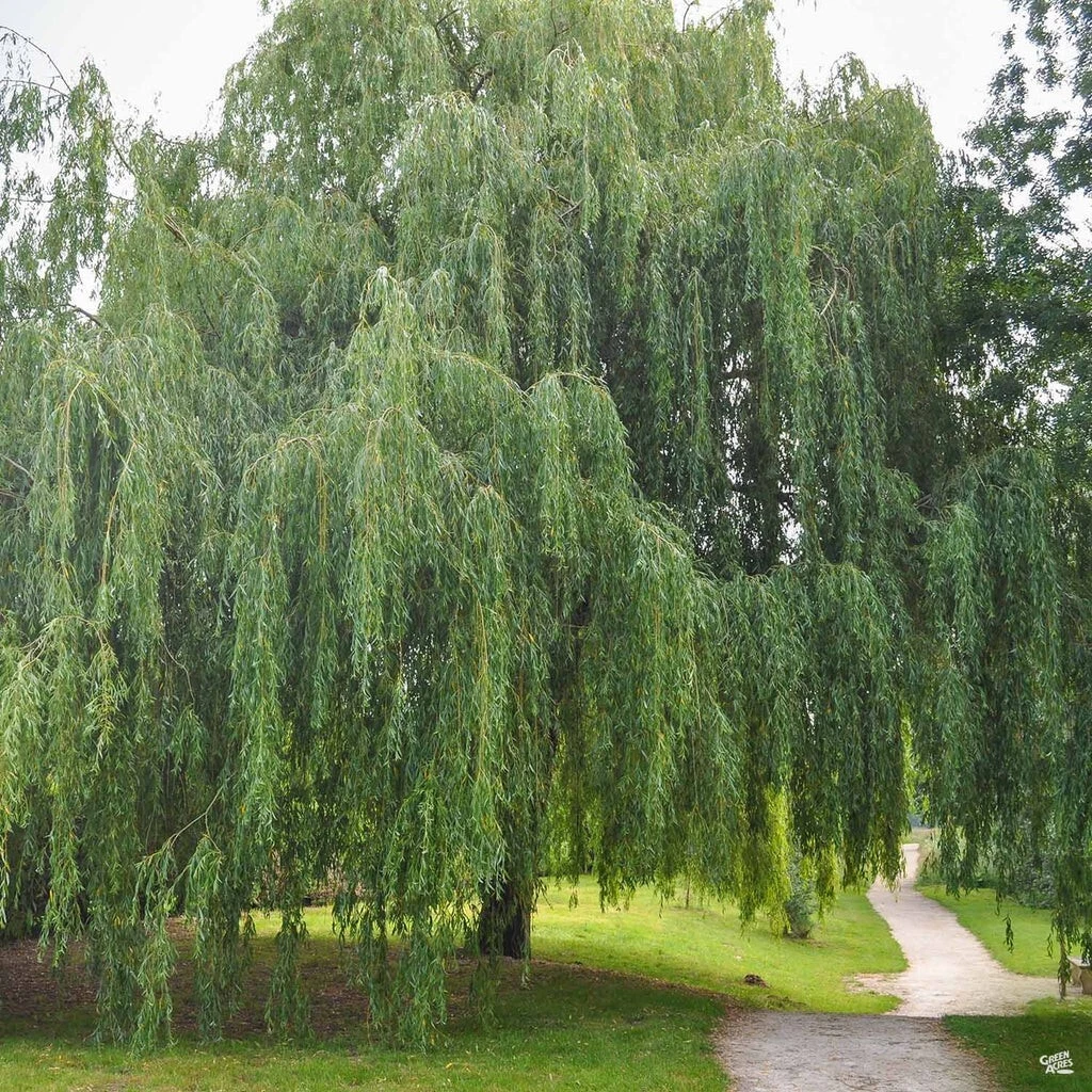 Weeping Willow Cuttings – 20 Unrooted Salix babylonica Tree Stems for Rooting or Propagation