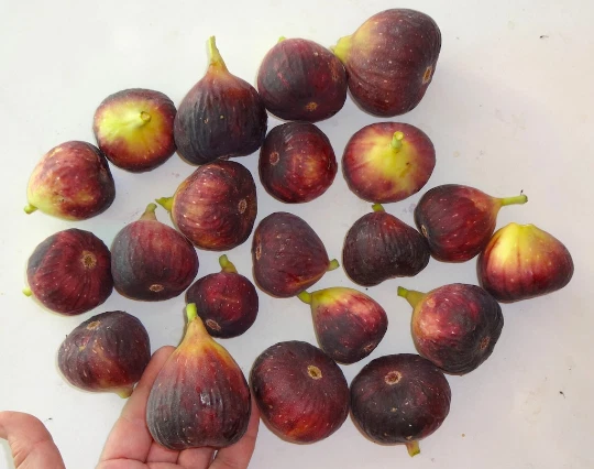 Magnolia Fig Tree Cuttings – 3 Fresh Unrooted Fig Cuttings for Propagation, Ficus carica, Hardy Zones 6–11