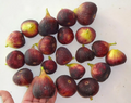 Magnolia Fig Tree Cuttings – 3 Fresh Unrooted Fig Cuttings for Propagation, Ficus carica, Hardy Zones 6–11