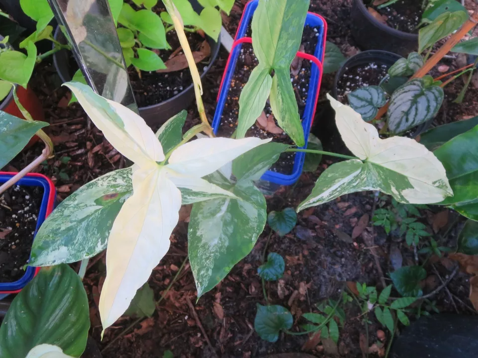 Variegated Syngonium Albo – Podophyllum Cutting, White & Green Arrowhead Vine, Live Unrooted/Rooted Cutting for Houseplant Collectors