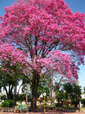 Pink Tabebuia Trumpet Tree – Tabebuia heterophylla 24–36” Live Rooted Starter Plant, Tropical Flowering Ornamental Tree