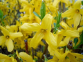 Forsythia Shrub Cuttings – 10 Unrooted 5 Inch Cuttings – Organic Ornamental Flowering Bush