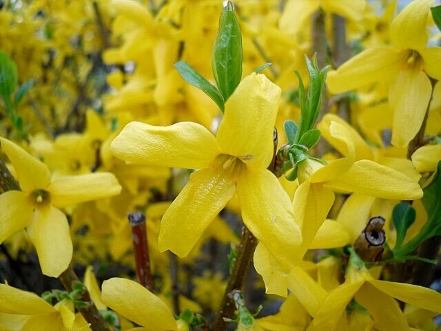 Forsythia Shrub Cuttings – 10 Unrooted 5 Inch Cuttings – Organic Ornamental Flowering Bush