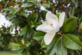 Southern Magnolia Tree Cuttings – True Heirloom Variety – 8 Fresh Cuttings for Rooting
