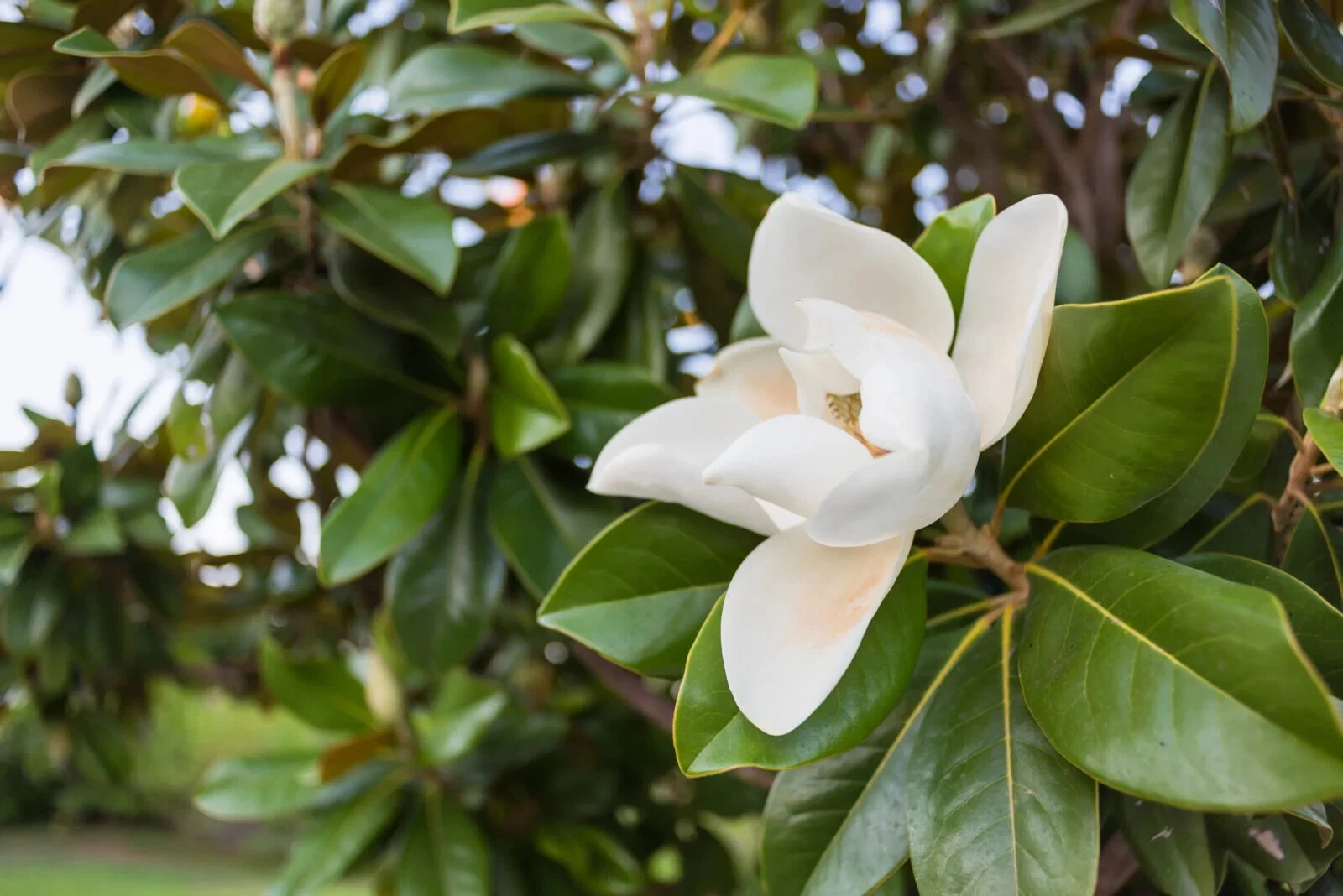 Southern Magnolia Tree Cuttings – True Heirloom Variety – 8 Fresh Cuttings for Rooting