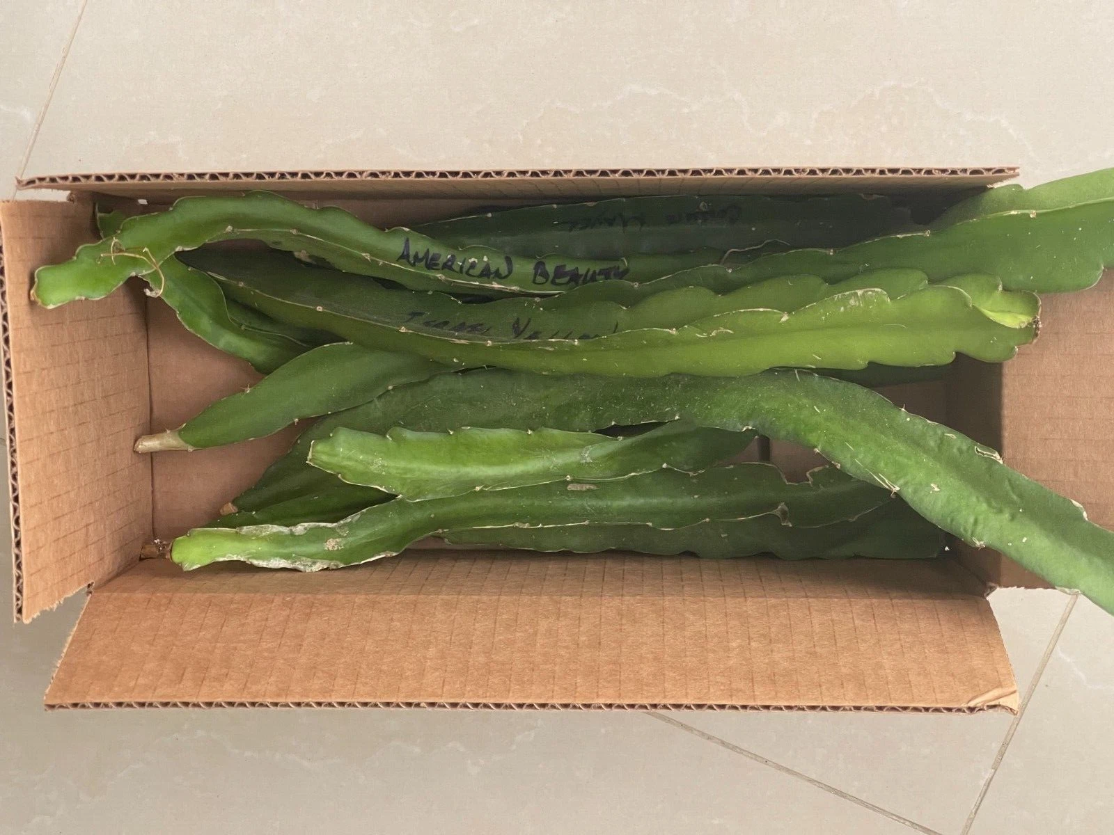 Dragon Fruit Cuttings – 10 Live Pitaya Cuttings 8–10 Inches Long, Mixed Purple and White Varieties