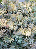 Graptopetalum Ghost Plant – 5 Fresh Cuttings + 10 Leaves, Live Succulent Starter Set, Easy Rooting Rosette Variety for Pots & Gardens