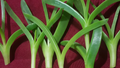 Delosperma Ice Plant Cuttings – Coastal Pigface Succulent – 6 Fresh 3–4 Inch Cuttings for Propagation