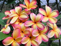 Rainbow Plumeria Cuttings – 3 Unrooted Frangipani Stems, 8–14 Inches for Planting