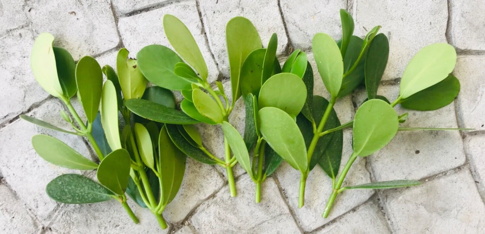 Clusia Rosea Cuttings – 9 Fresh Autograph Tree Stems Ready to Propagate, Live Clusia Clippings for Rooting