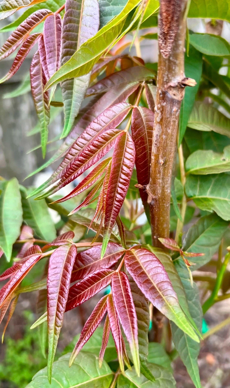 Chinese Toon Cuttings – 5 Fresh Unrooted Toona Sinensis Cuttings, Cedrela Sinensis for Propagation