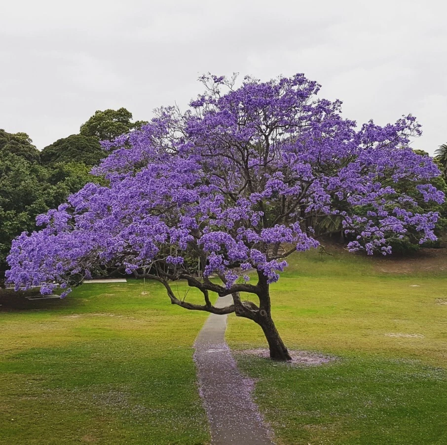 Blue Jacaranda Tree – Live Jacaranda mimosifolia Plant, 6–8 Inch Starter Tree for Outdoor Growing
