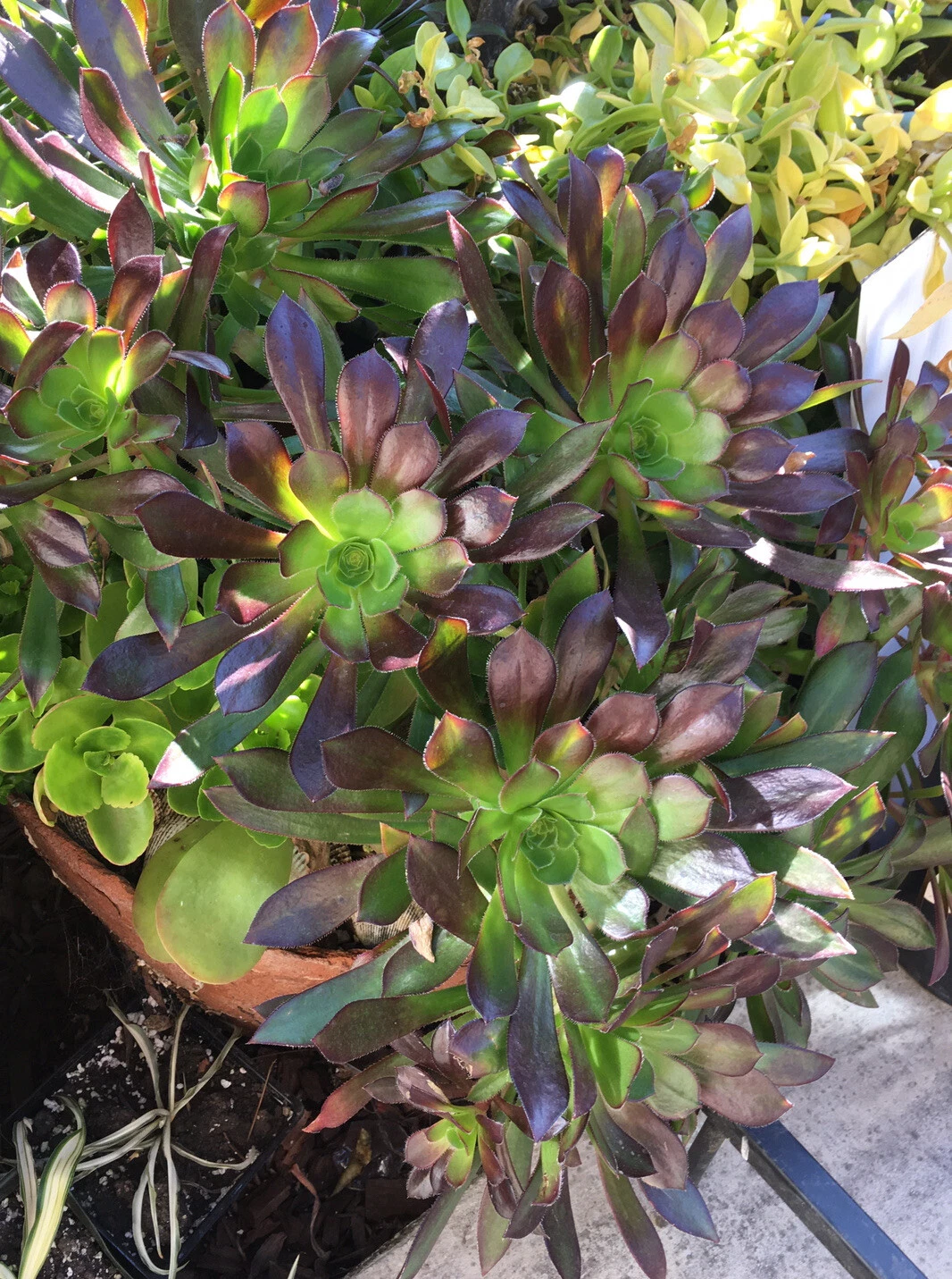 Bicolor Aeonium Cuttings for Planting – 3 Large Unrooted Aeonium Succulent Rosettes, Ornamental Houseplant