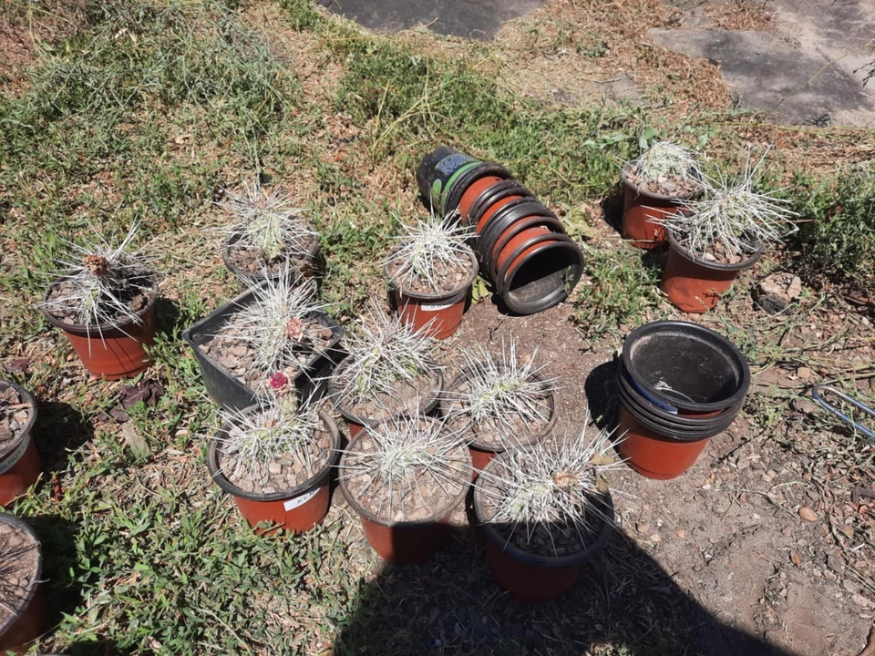 Opuntia Nicholii x Opuntia Hybrid – Live Cactus Cutting – Hardy Prickly Pear Variety for Desert Gardens & Collectors
