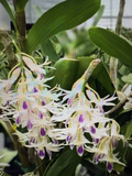 Dendrobium Amethystoglossum Orchid Cuttings Live, 5 Short Orchid Cuttings for Propagation