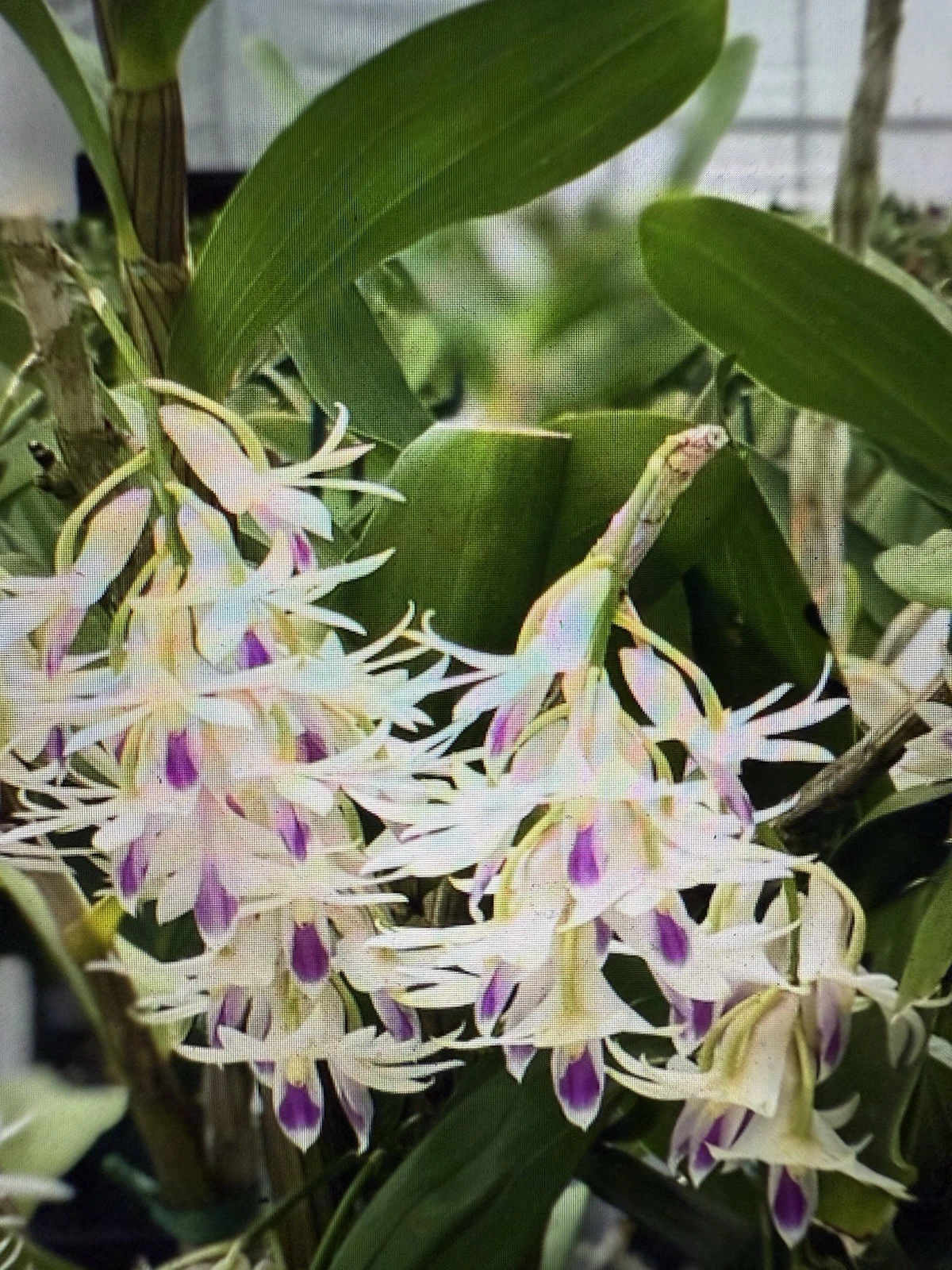 Dendrobium Amethystoglossum Orchid Cuttings Live, 5 Short Orchid Cuttings for Propagation