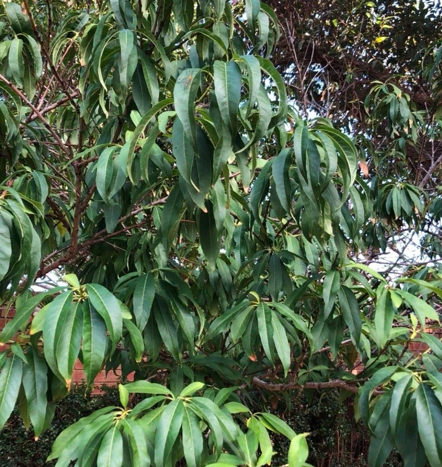 California Peach Tree Cuttings – 7 Live 6 Inch Unrooted Prunus Persica Cuttings for Fruit Tree Propagation