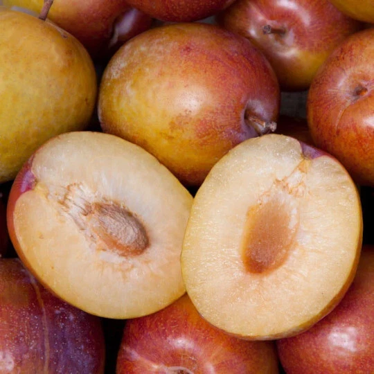 Grenade Pluot Scion Cuttings – Prunus Plum x Apricot Hybrid Wood for Grafting or Propagation