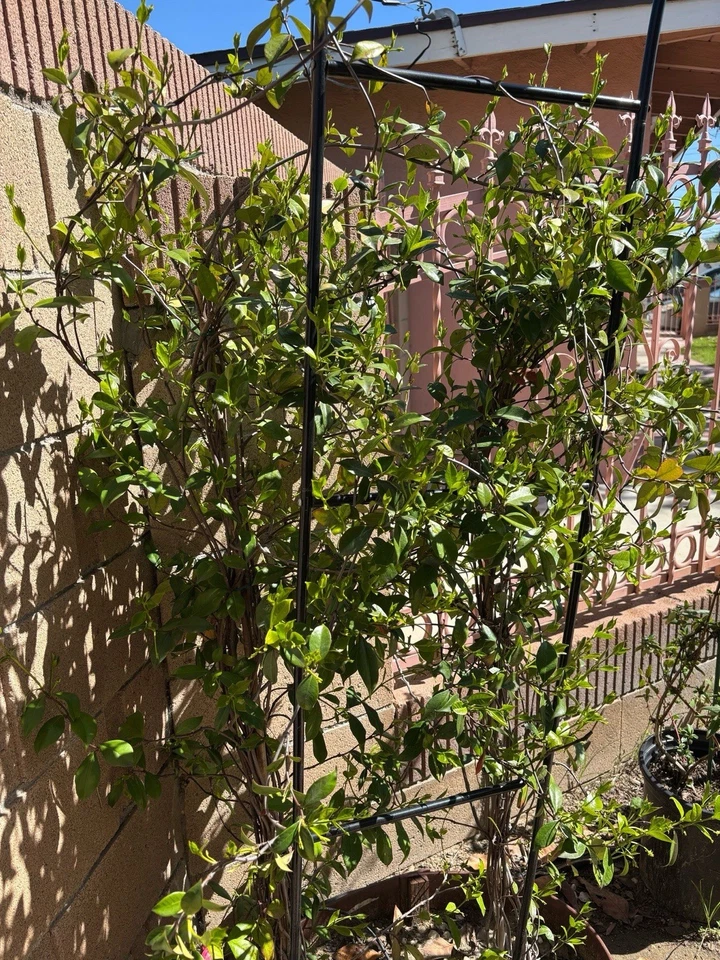 White Star Jasmine Cuttings for Planting – Trachelospermum jasminoides Vine, Rootable Live Plant Starts