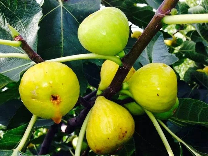 White Marseille Fig Cuttings – 2 Unrooted Pieces – Ficus carica Fruit Tree Starter