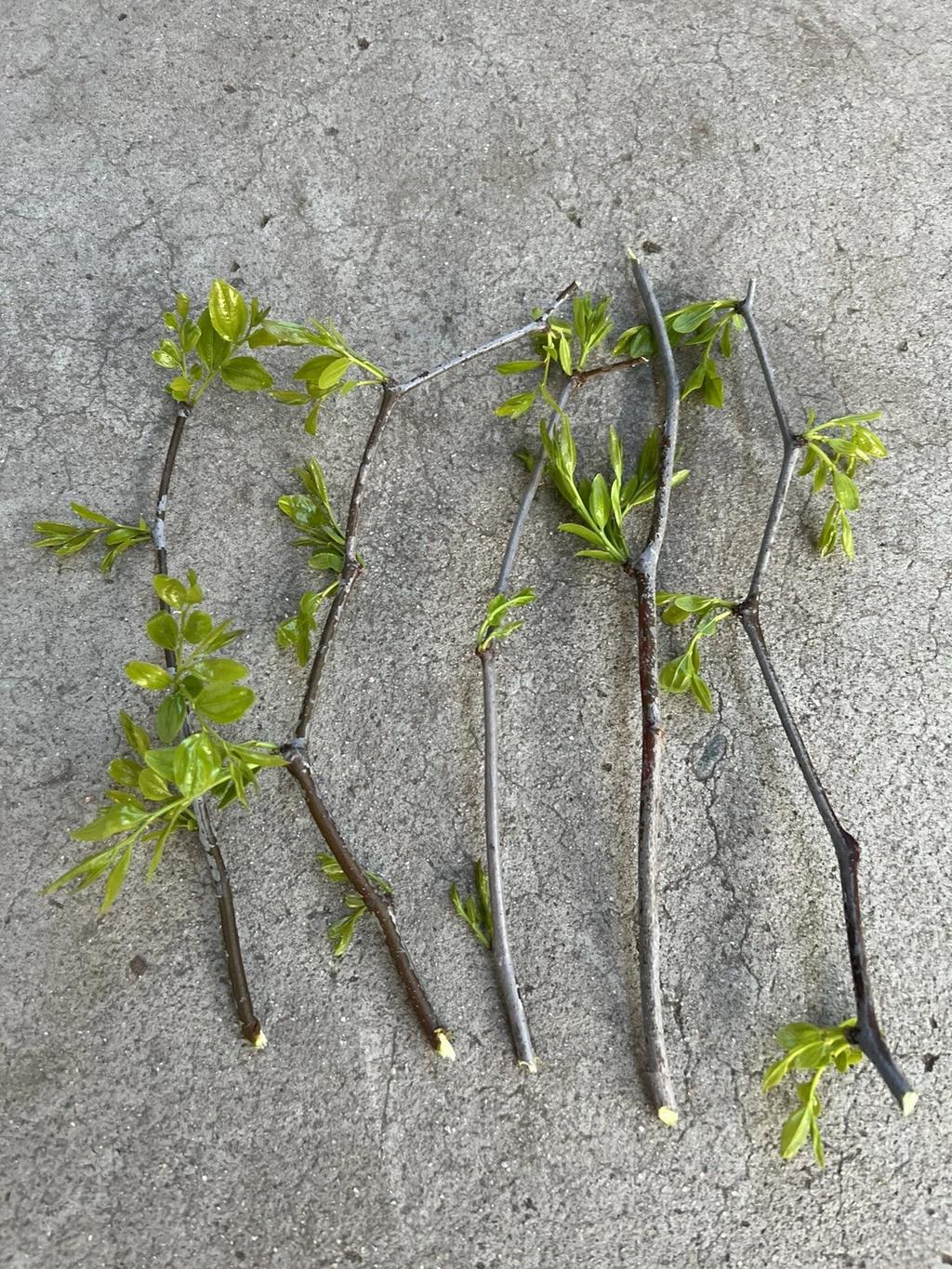 Lang Jujube Tree Cuttings for Planting – 5 Unrooted Ziziphus jujuba Chinese Red Date Cuttings