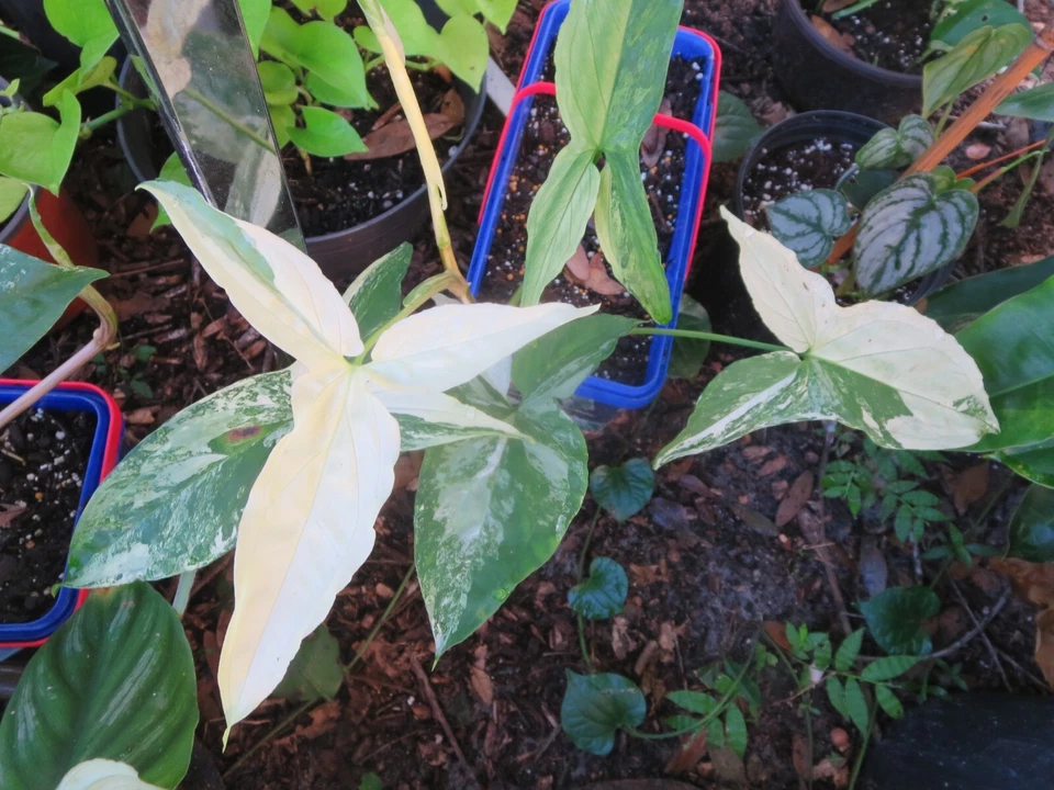 Variegated Syngonium Albo Podophyllum Cuttings Set of 2 Fresh Live Plant Cuttings