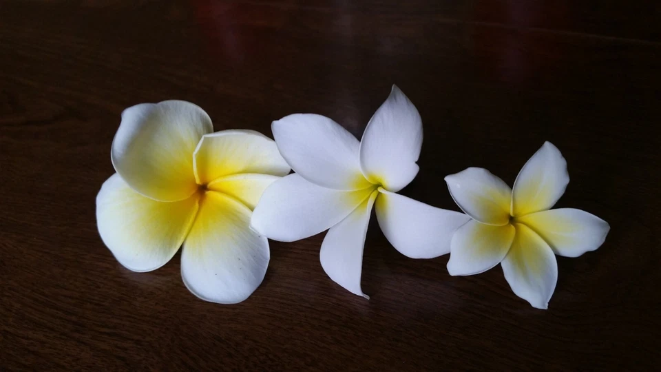 White Plumeria Frangipani Starter Cutting Single Head 6–8 Inch Fresh Cutting