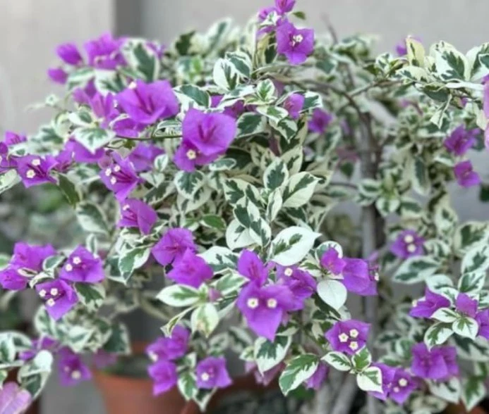 Blueberry Ice Bougainvillea Live Rooted Plants – Set of 2 Rooted Bougainvillea for Outdoor Growing