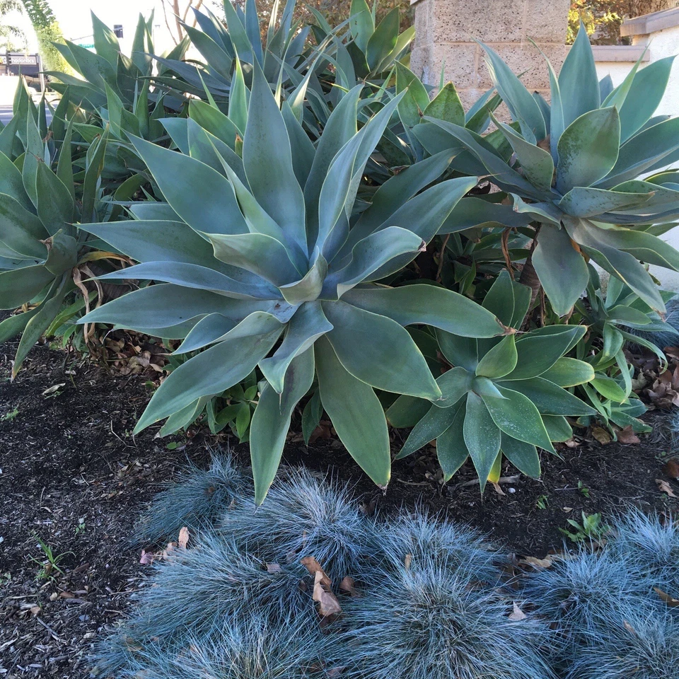 Agave Attenuata Foxtail Succulent Live Plant – 6–8 Inch Tropical Agave for Outdoor or Container Growing