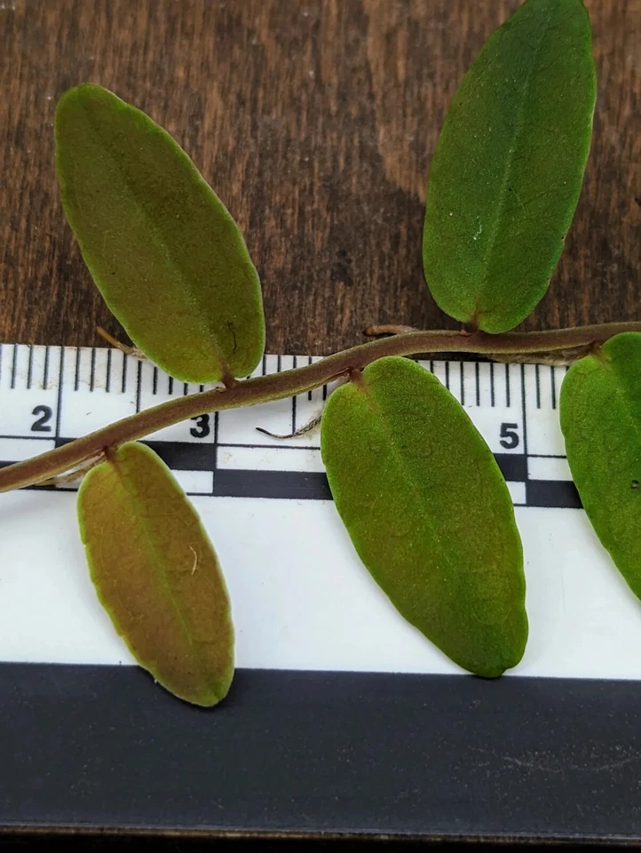 Marcgravia Aff Coriacea Terrarium Plant Cutting – 10 Leaf Tropical Shingling Vine for Vivarium Growing