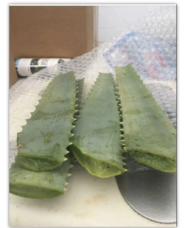 Aloe arborescens Leaves – 14oz Fresh Cut Leaves from Mature 10-Year Plant – Live Botanical Material