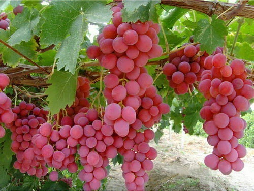 Pink Grape Vine Cuttings – 5 Unrooted Cuttings, Cold Climate Grape for USA Canada Scandinavia, Vitis Vine