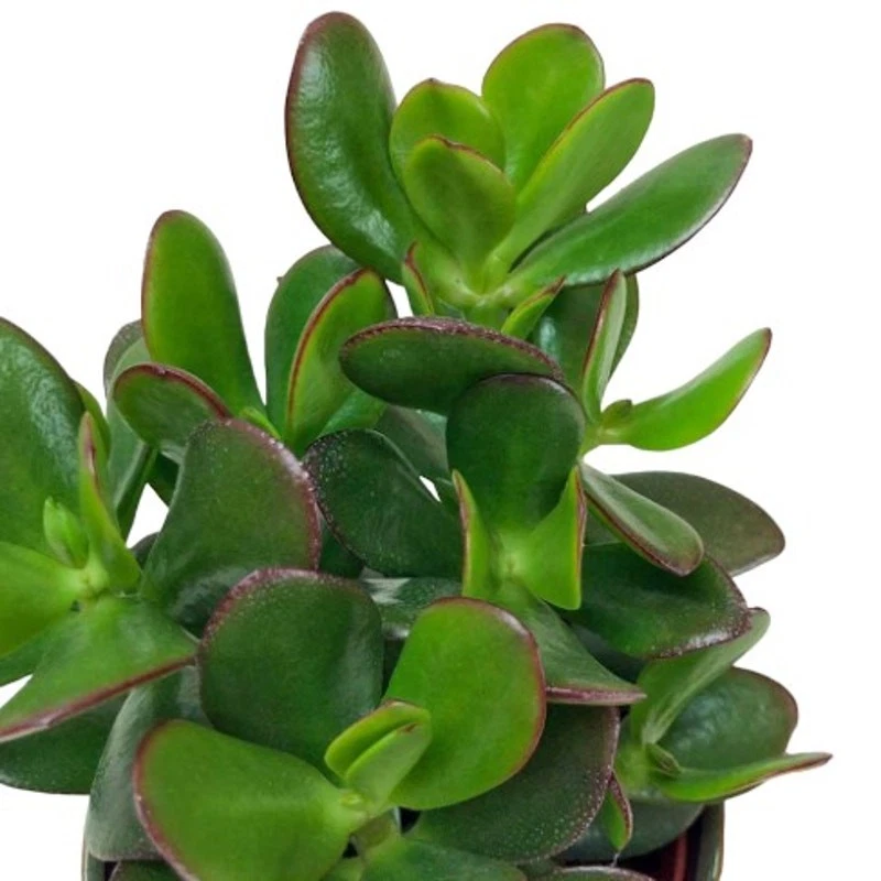 Jade Plant Succulent Cuttings – 20 Unrooted Crassula ovata Green Cuttings, 2–5 Inch Sizes for Propagation