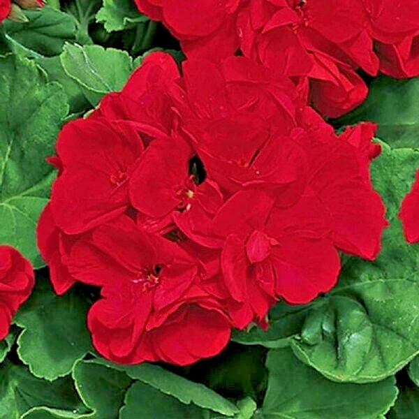 Red Geranium Cuttings – 3 Pelargonium Live Unrooted Cuttings 6 Inch, Flowering Plant for Rooting